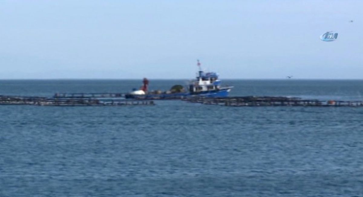 Karadeniz Somonu, Norveç Somonuna Rakip