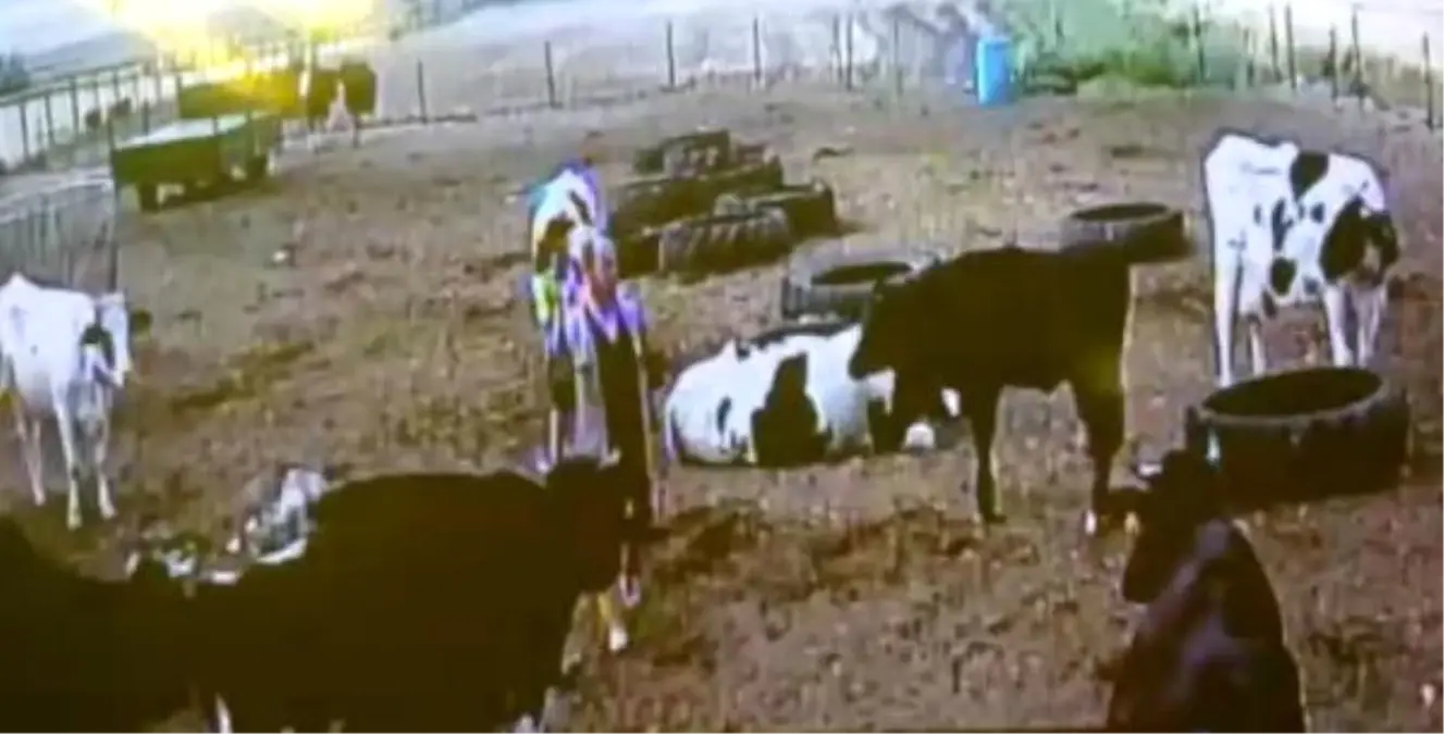 Komşunun Yeni Doğan Buzağısını Böyle Çaldı