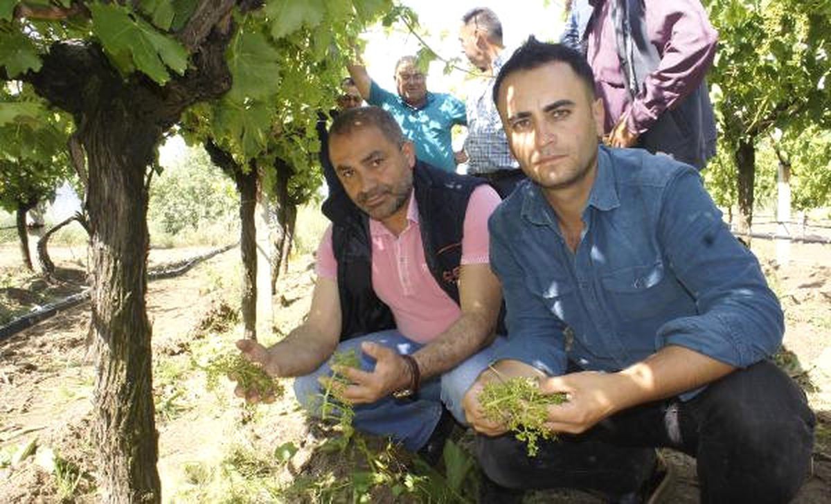 Manisa\'daki Arazilerde Dolu Zararı