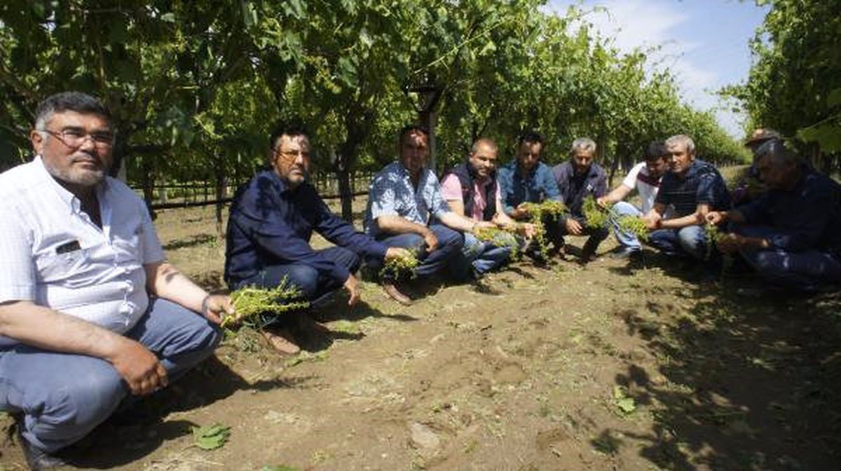 Manisa\'daki Arazilerde Dolu Zararı