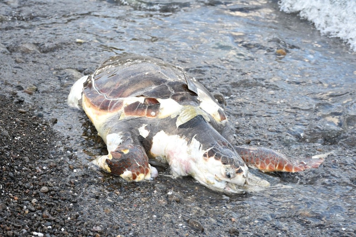 Marmaris Sahiline Ölü Caretta Caretta Vurdu
