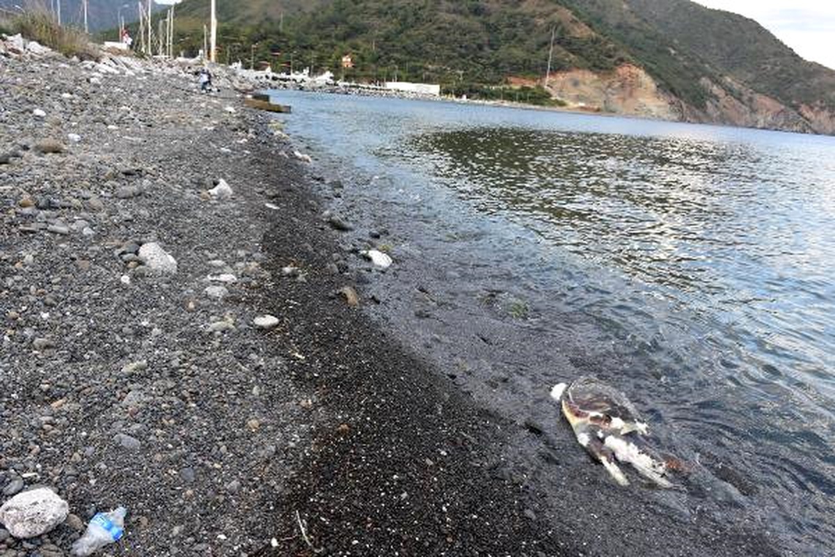 Marmaris\'te Sahilde Caretta Caretta Ölüsü Bulundu