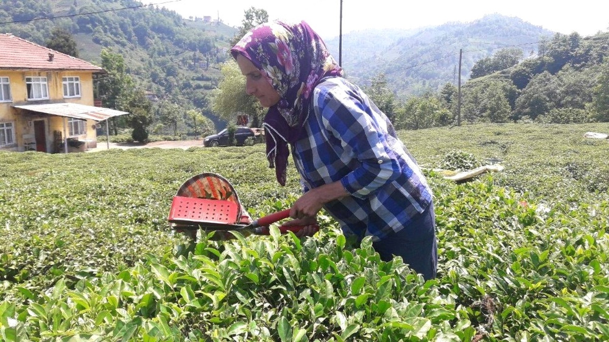Ramazan Ayında Güneşin Altında Çay Topluyorlar