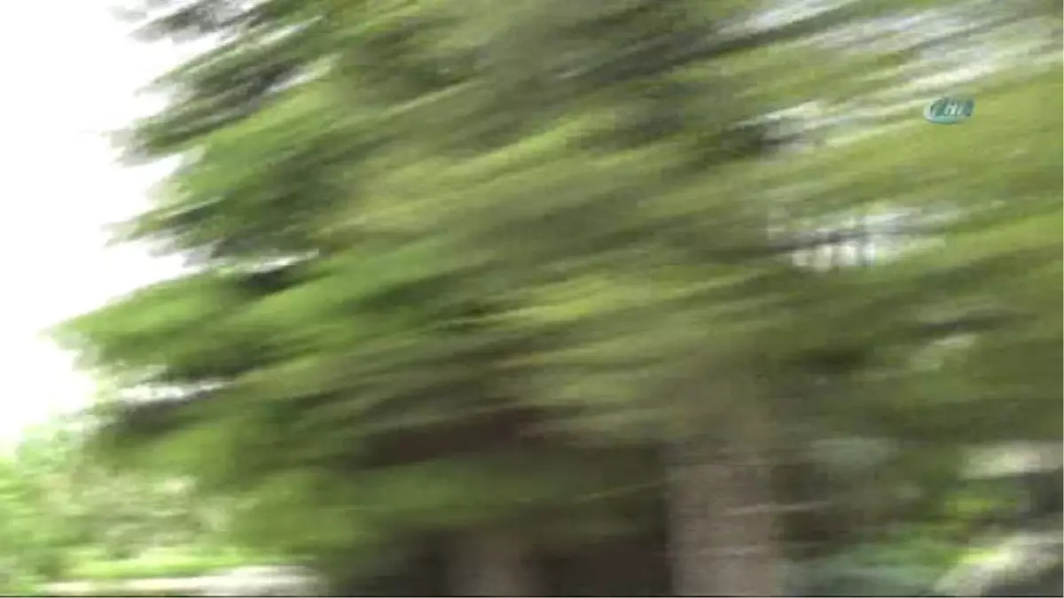 Şiddetli Rüzgar Ağaçları Yerinden Söktü