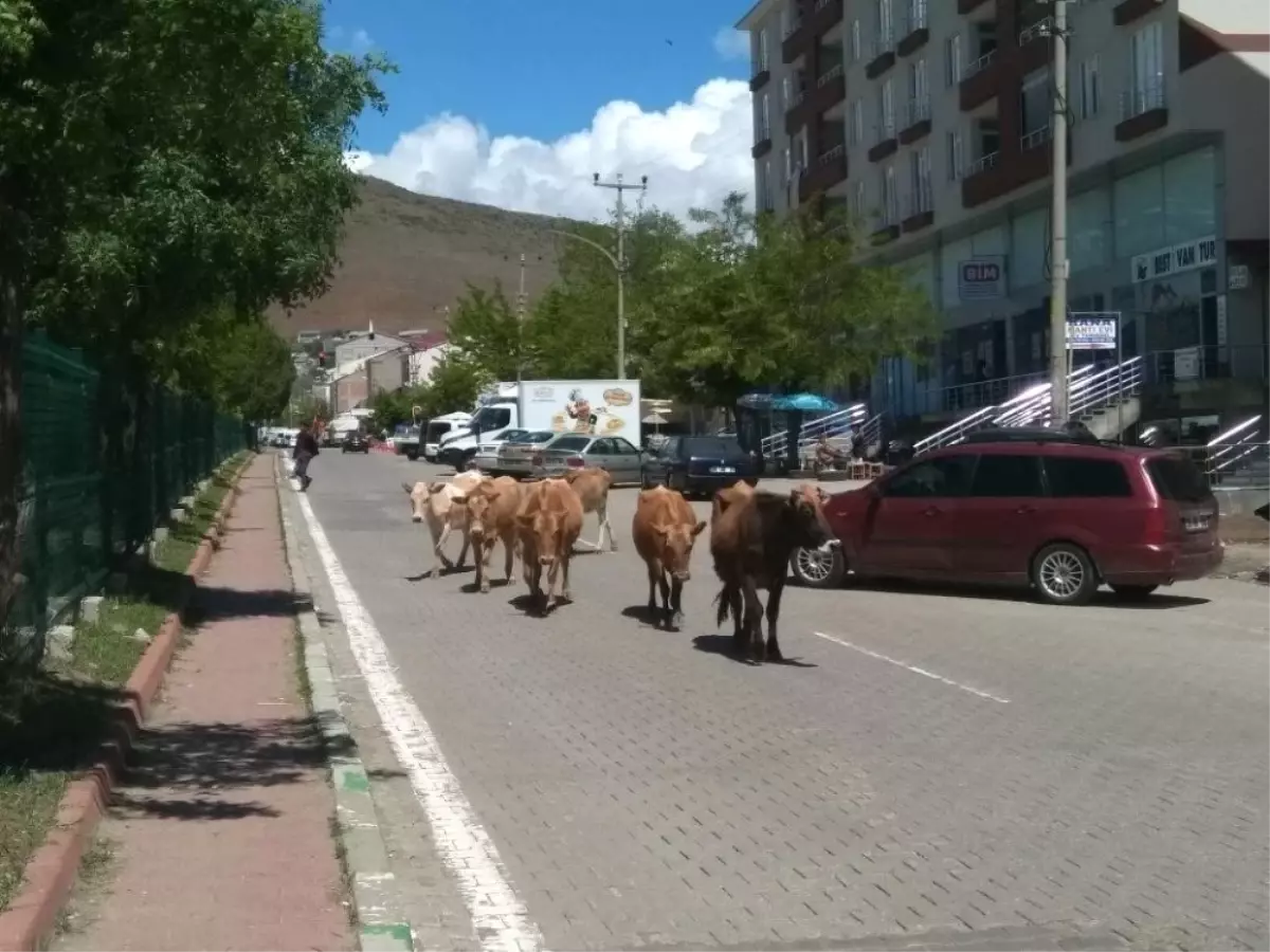 Solhan\'da Başı Boş Hayvanlarla Mücadele