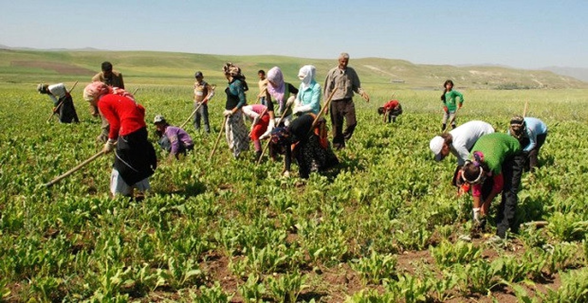Tarım İşçilerinin Günlük Ücretleri Belirlendi