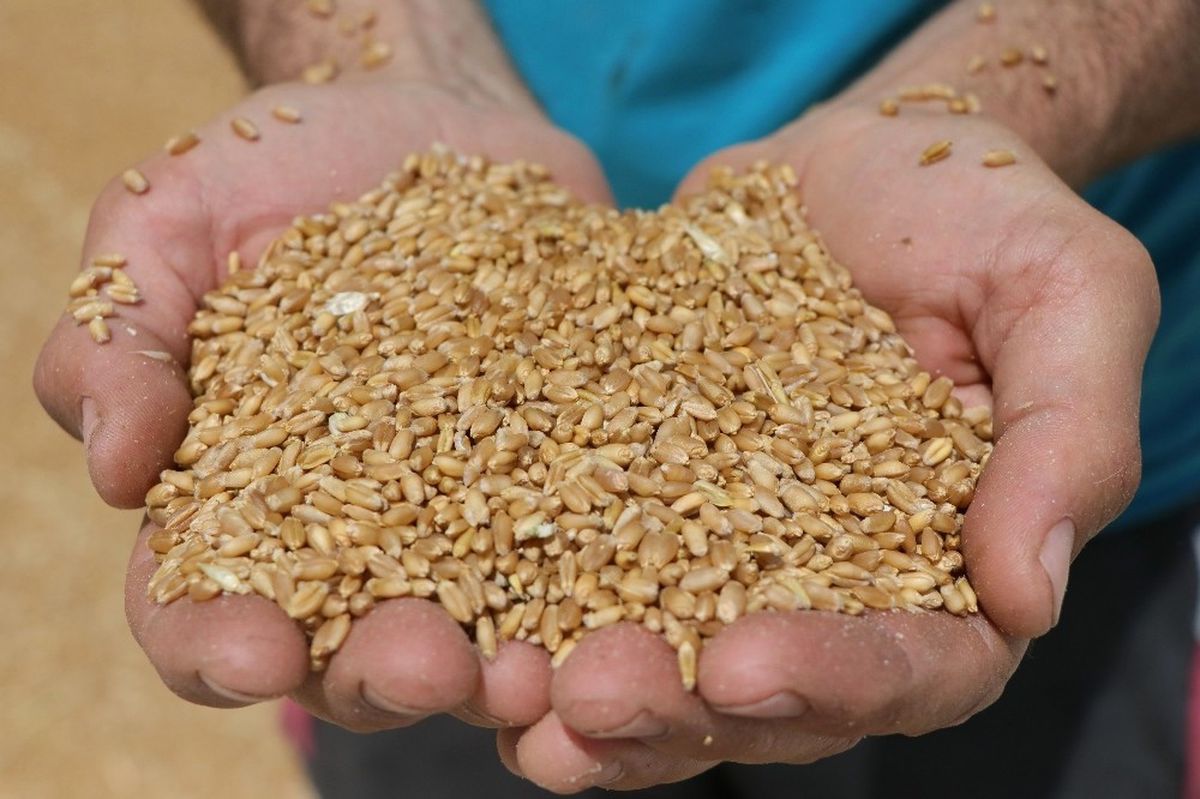 Tescilli Buğdayın Kuraklıkla İmtihanı