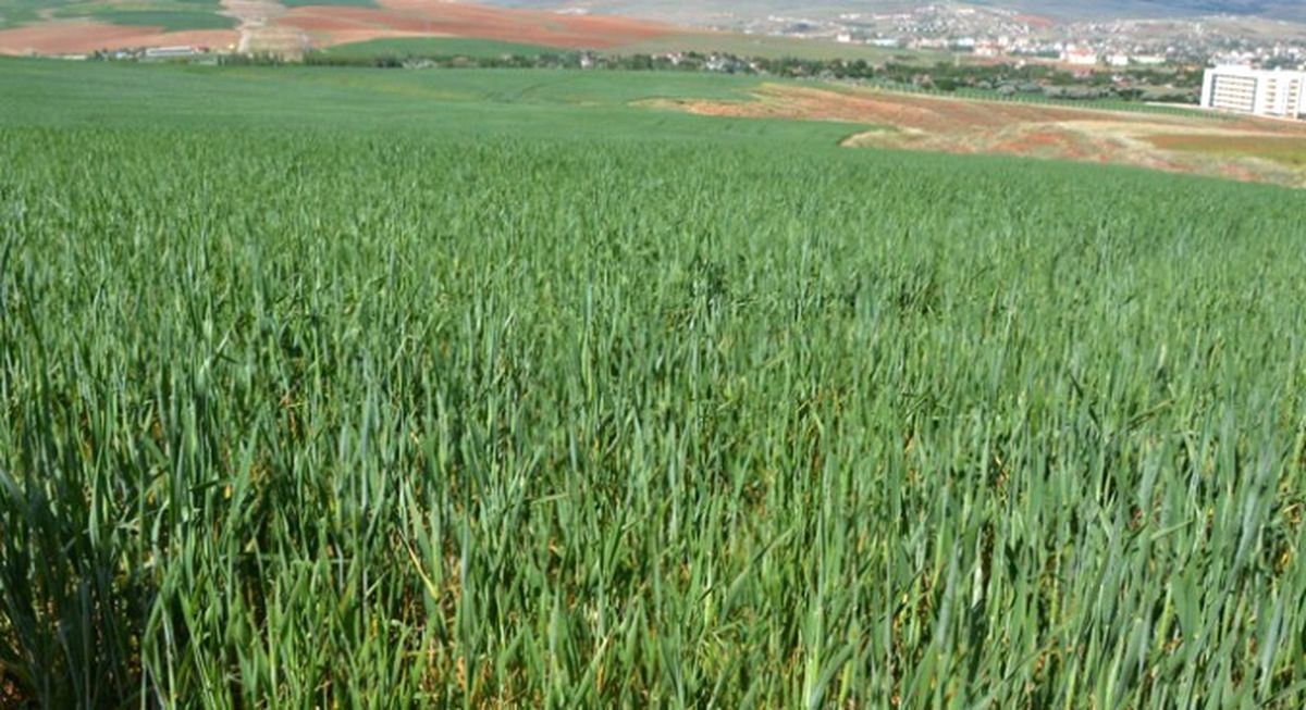 Tescilli Buğdayın Kuraklıkla İmtihanı
