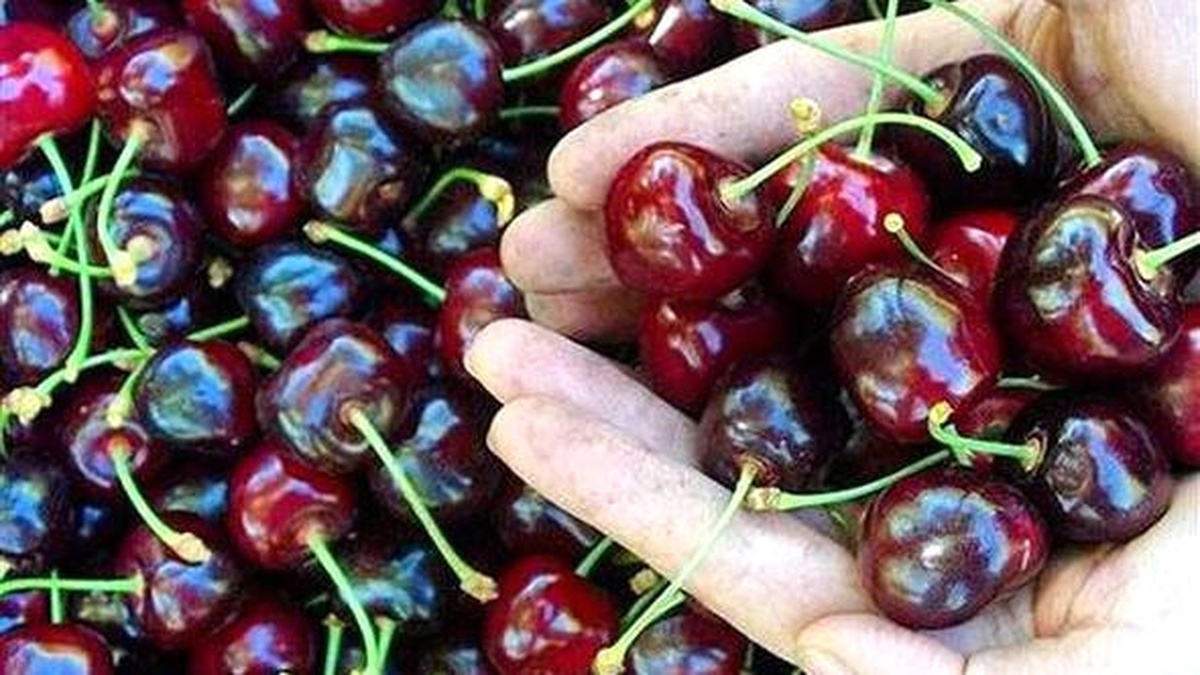 Yaprağı Meyvesinden Pahalı