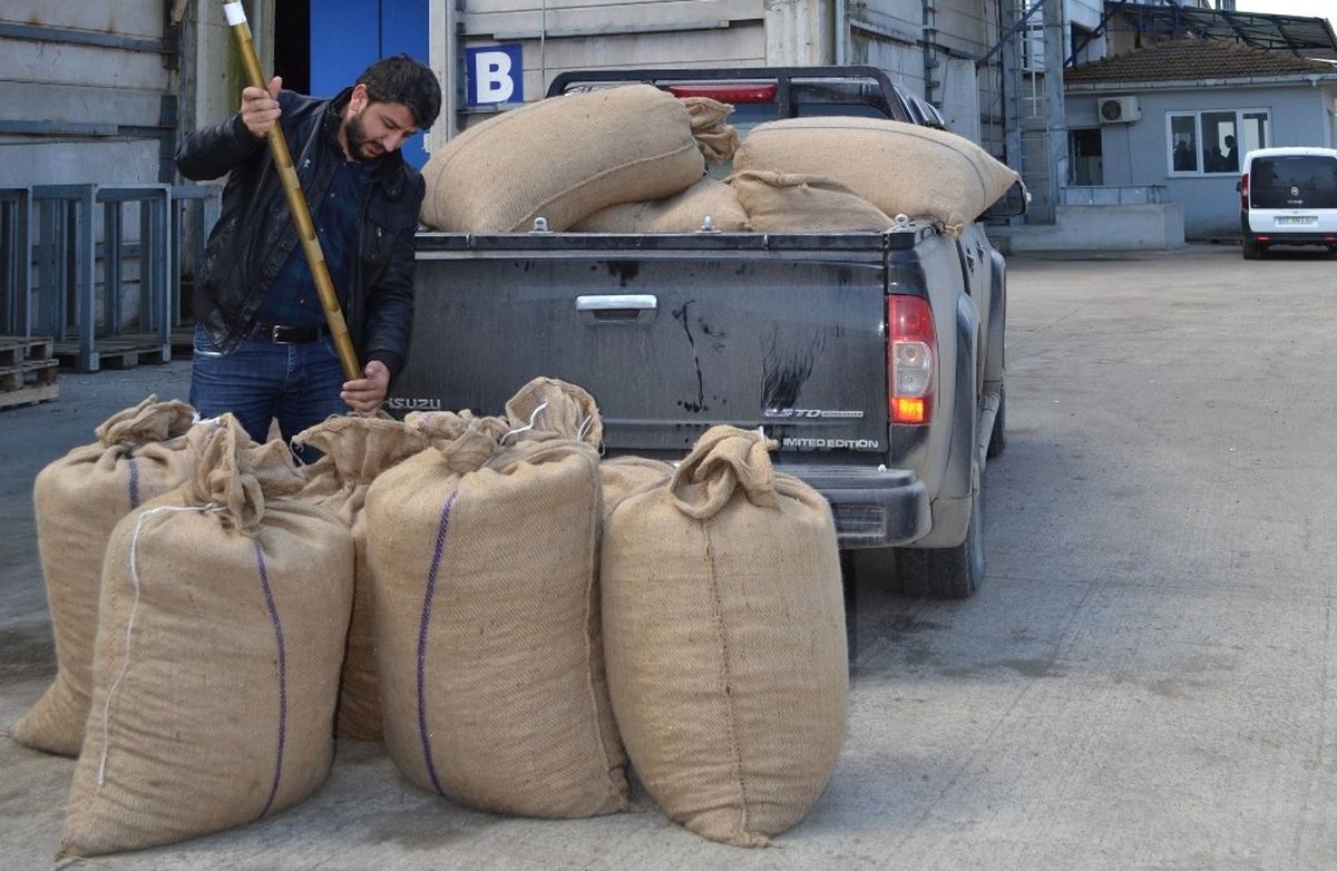 400 Bin Ton Fındık Piyasaya İndi