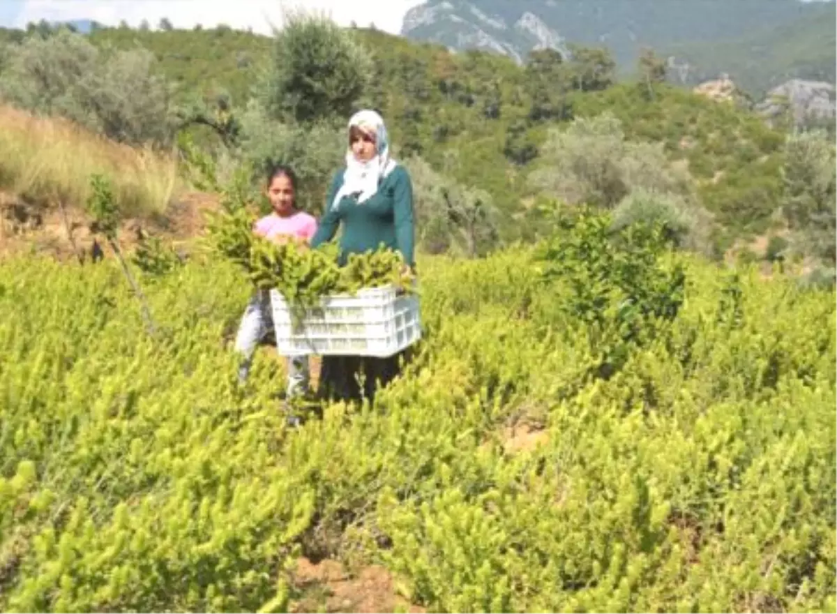 Antalya\'nın Gazipaşa İlçesinde Ada Çayı Hasadı Başladı