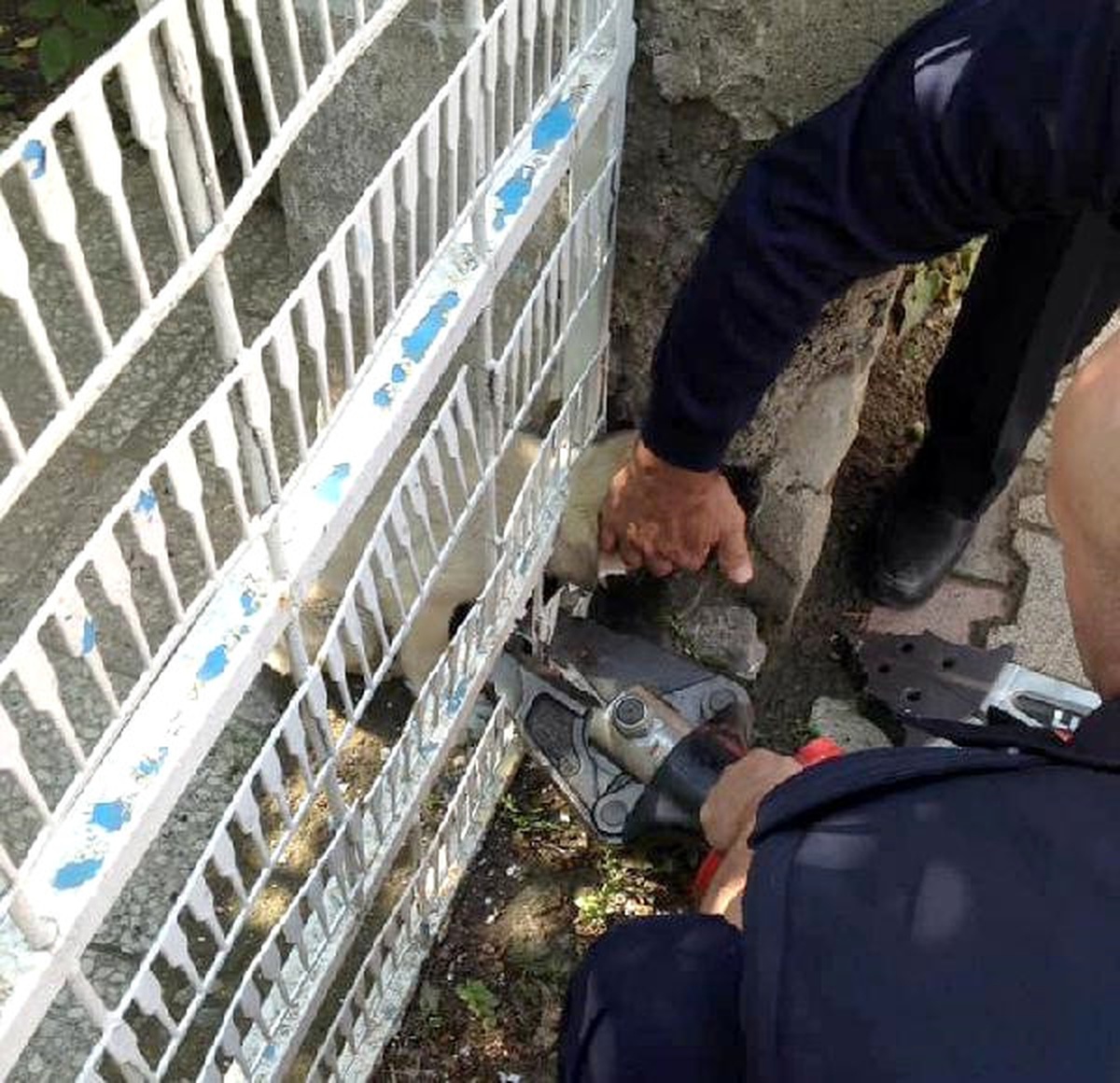 Bahçe Kapısına Sıkışan Yavru Köpeği İtfaiye Kurtardı
