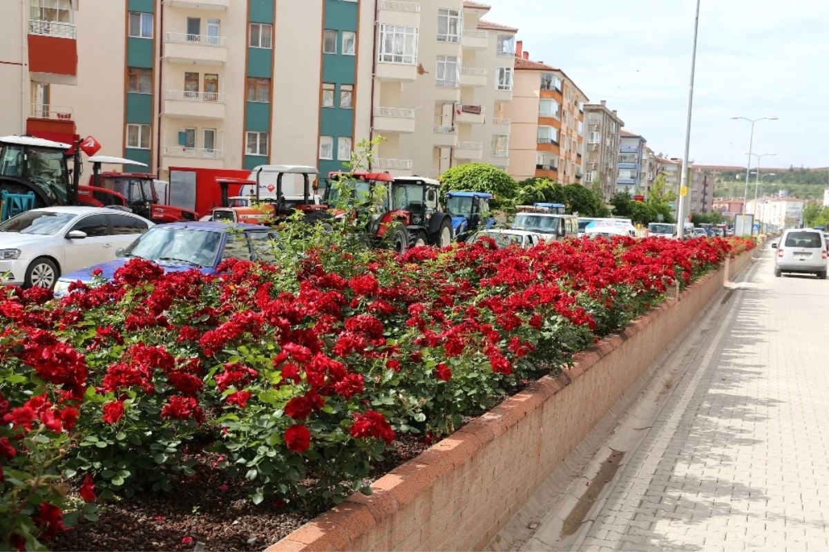 Çankırı Çiçek Açtı