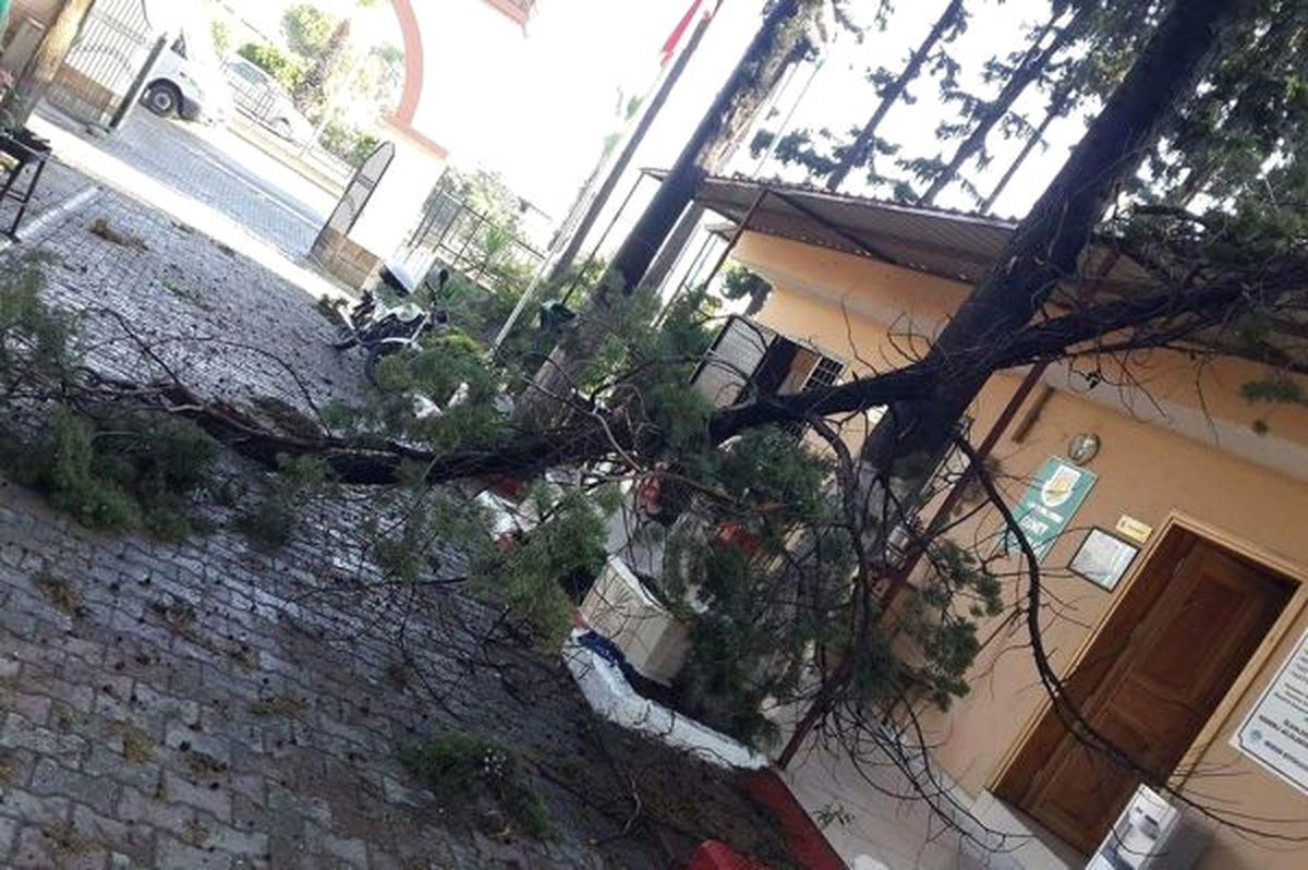 Fırtına Ağaçları Devirdi