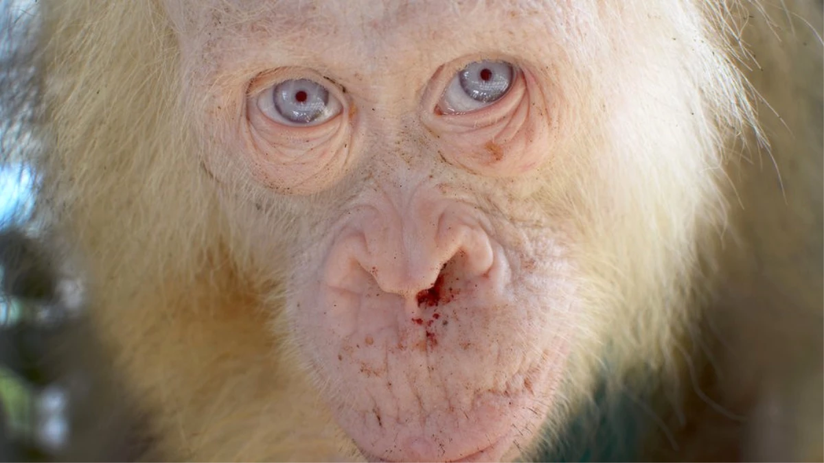 İlk Kez Karşılaşılan\' Albino Orangutan Korumaya Alındı