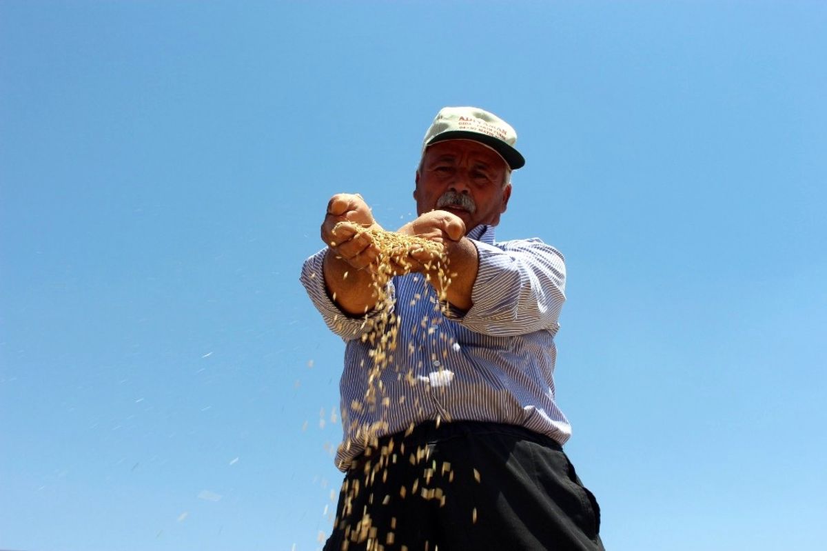 Son 10 Yılın En Verimli Hububat Hasadı Yaşanıyor