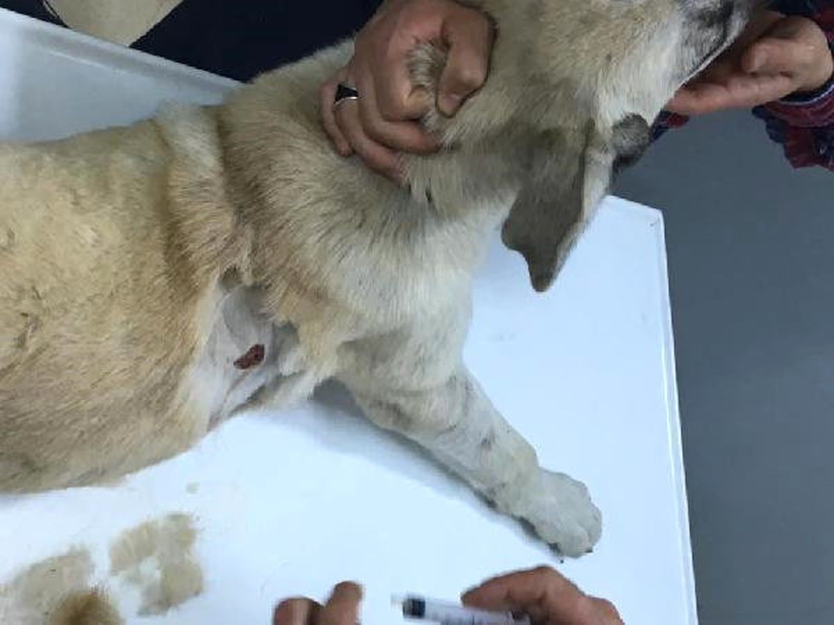 Tavuklarını Yediğini Öne Sürdüğü Köpeği Vurdu