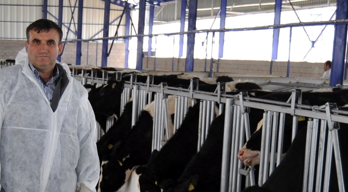 Üretici Düşük Süt Fiyatlarından Dolayı İneklerini Kestirmeye Başladı