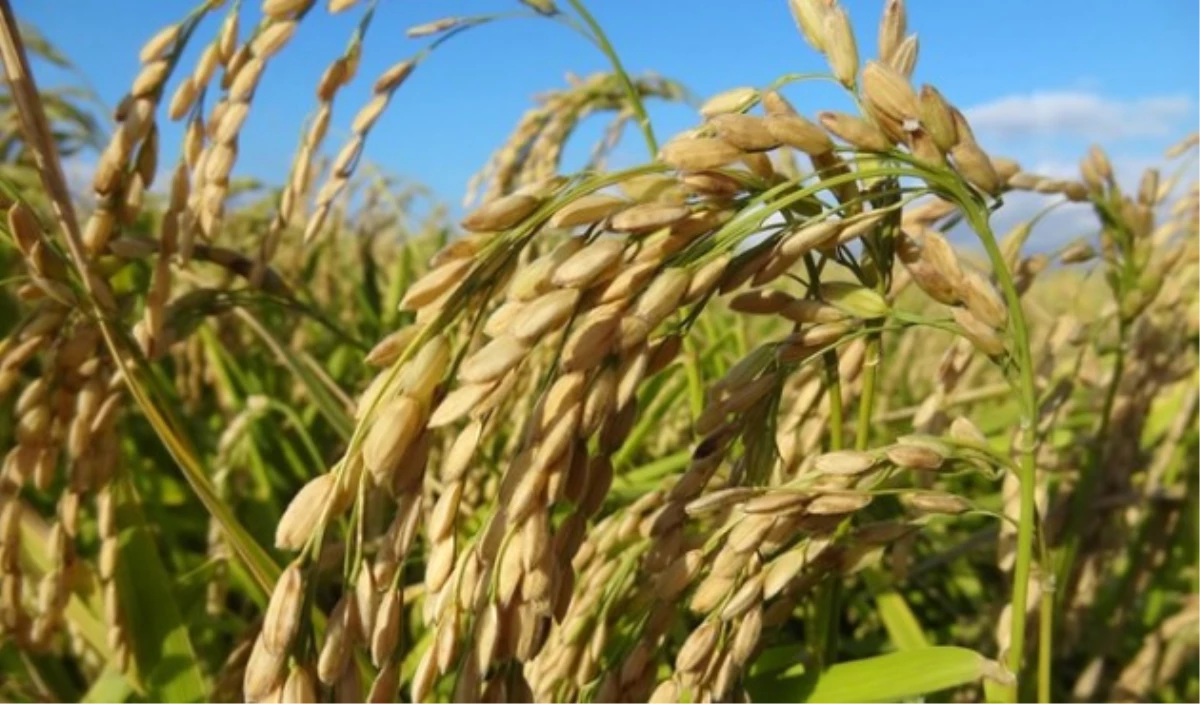 Yerli Üretici Pirinç İthalatı Nedeniyle Zor Durumda