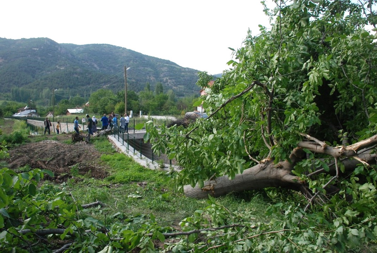 Yol Çalışması İçin Meyve Ağaçlarının Kesilmesine Tepki