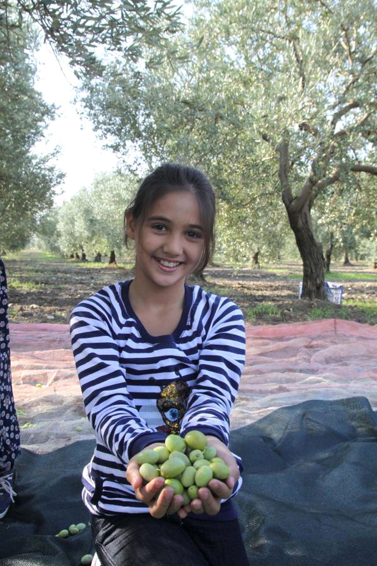 Zeytin Üreticileri Kaygılı