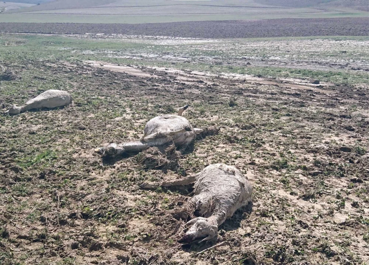 Ankara\'da Sel Koyunları Telef Etti