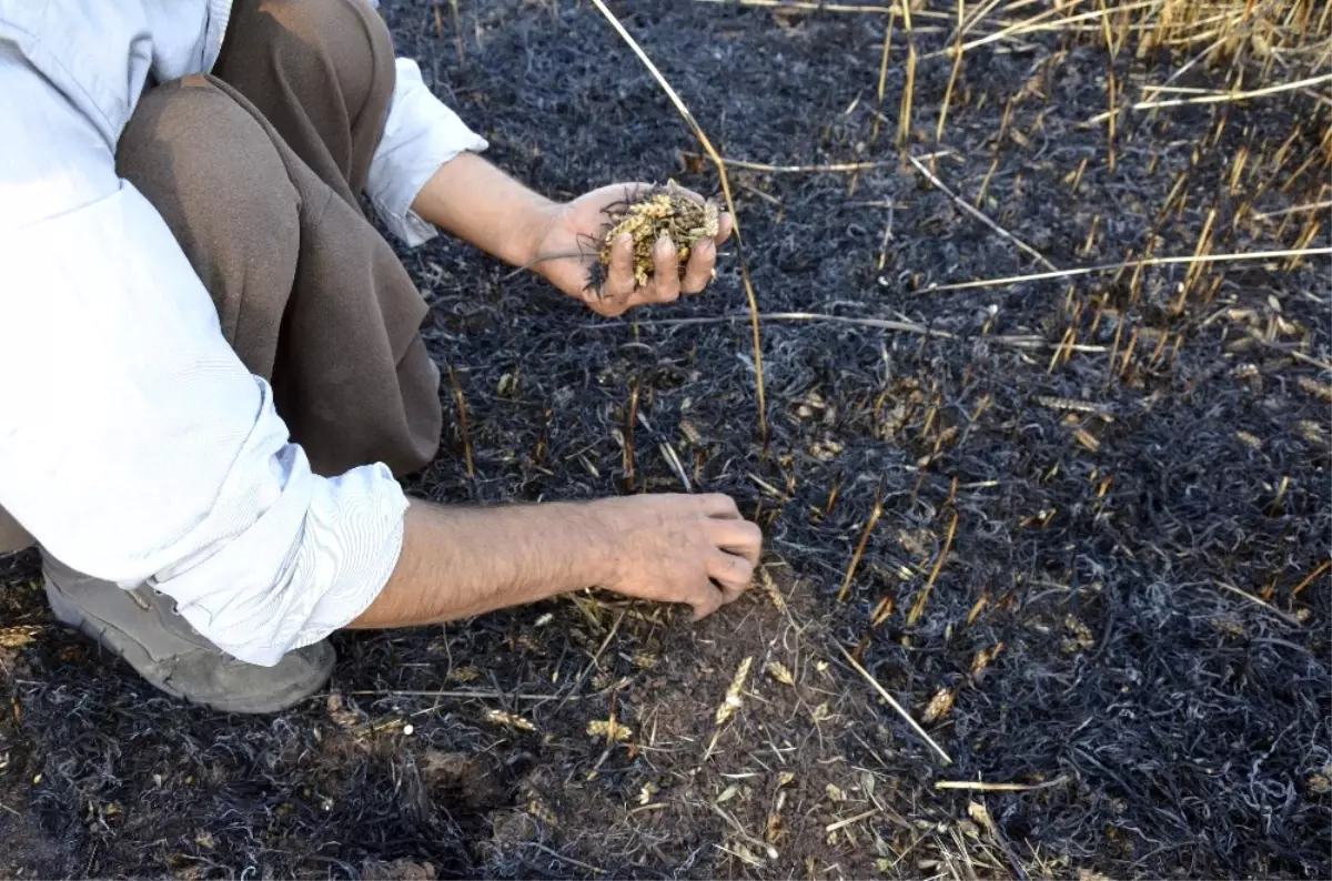 Arpa Ekili Tarla Yandı