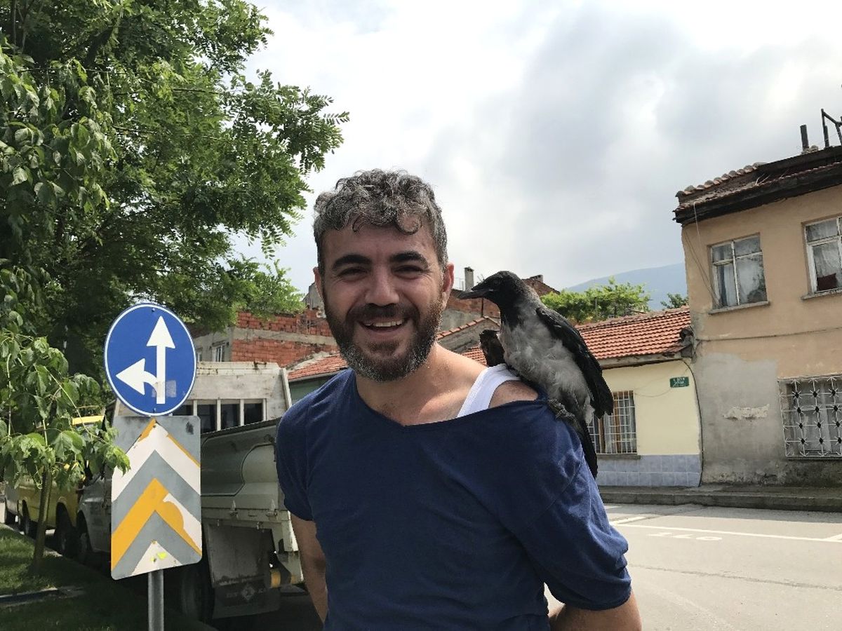 Başına Yavru Karga Kondu, Karga Ailesi Onu Rahat Bırakmadı