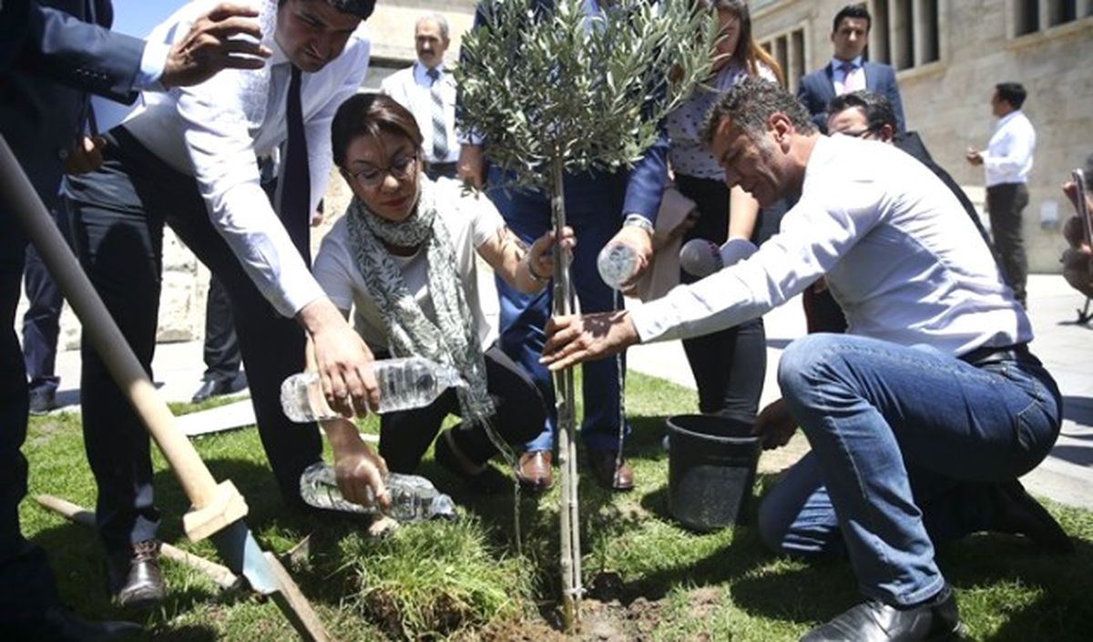 CHP\'liler Meclis\'e Zeytin Fidanı Dikti
