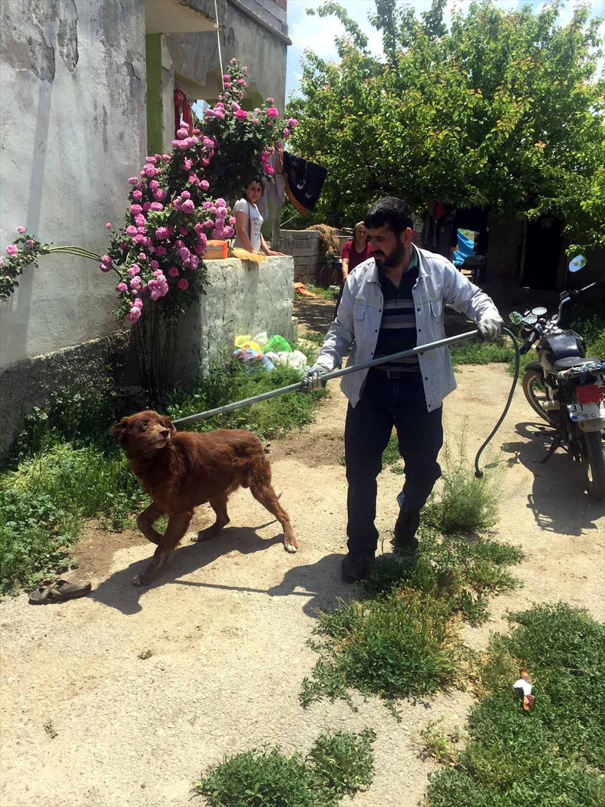 Elbistan ve Afşin\'de Sokak Köpekleri Toplandı
