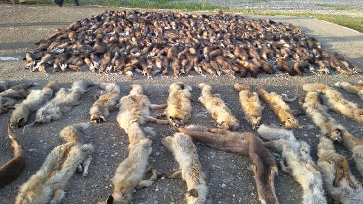 Kargo Aracında Yüzlerce Hayvan Postu Ele Geçirildi