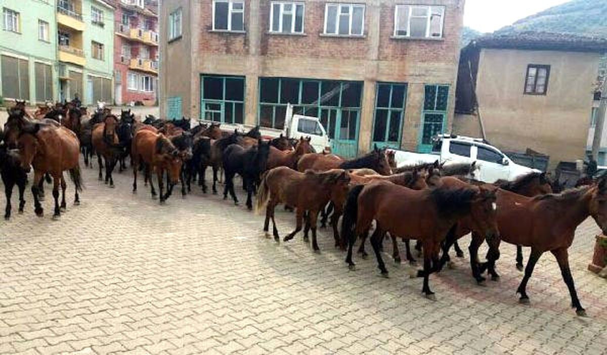 Ödemiş\'te Doğaya Salınan Başıboş Atlar Toplandı
