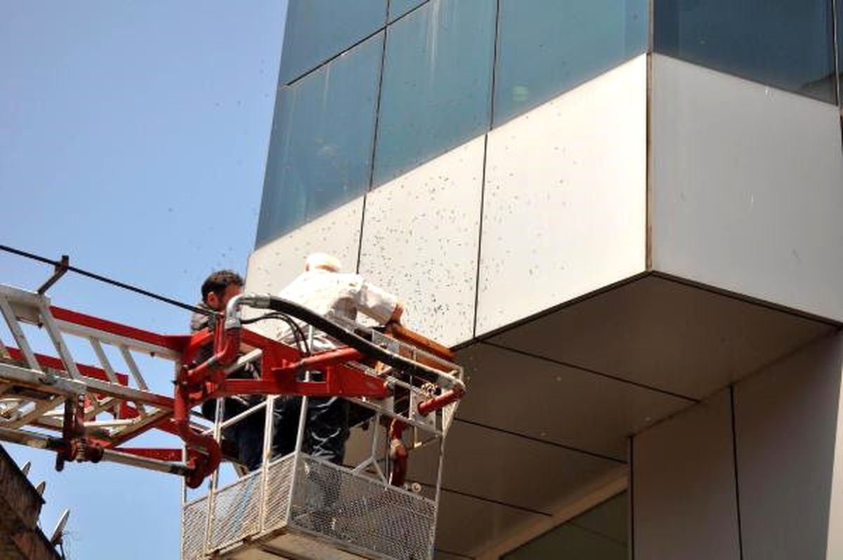 Oğul Veren Arılan, Banka Şubesinin Dış Cephesinde Toplandı