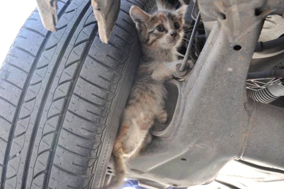 Otomobilin Motoruna Sıkışan Kediyi İtfaiye Ekipleri Kurtardı