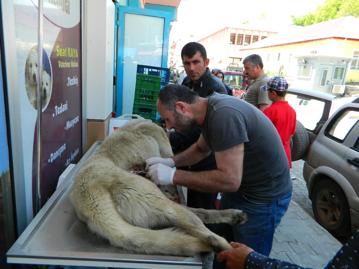 Posof\'ta Köye Gelen Ayı Köpeği Yaraladı