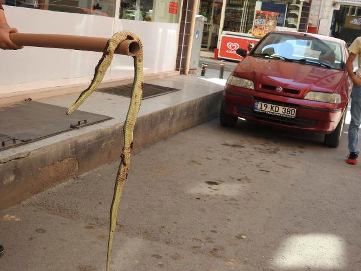 Sokakta Görülen Yılan Korkuttu