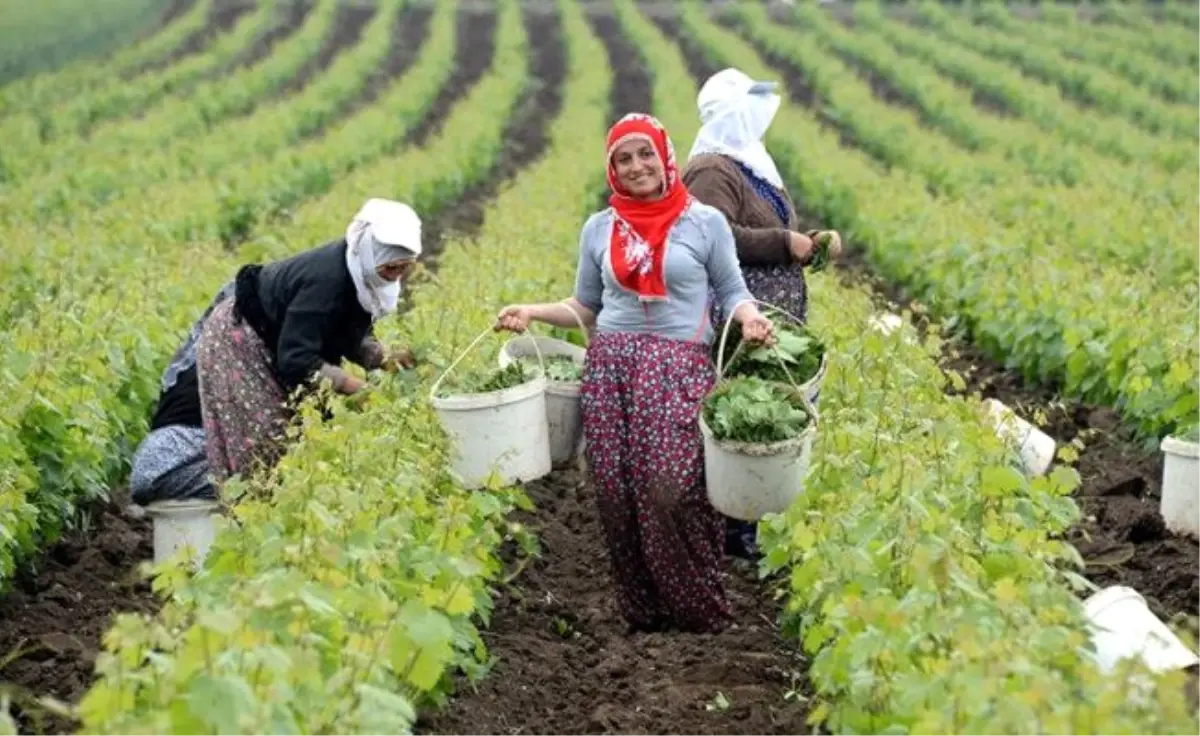 Yaprağı Meyvesine Rakip Oldu