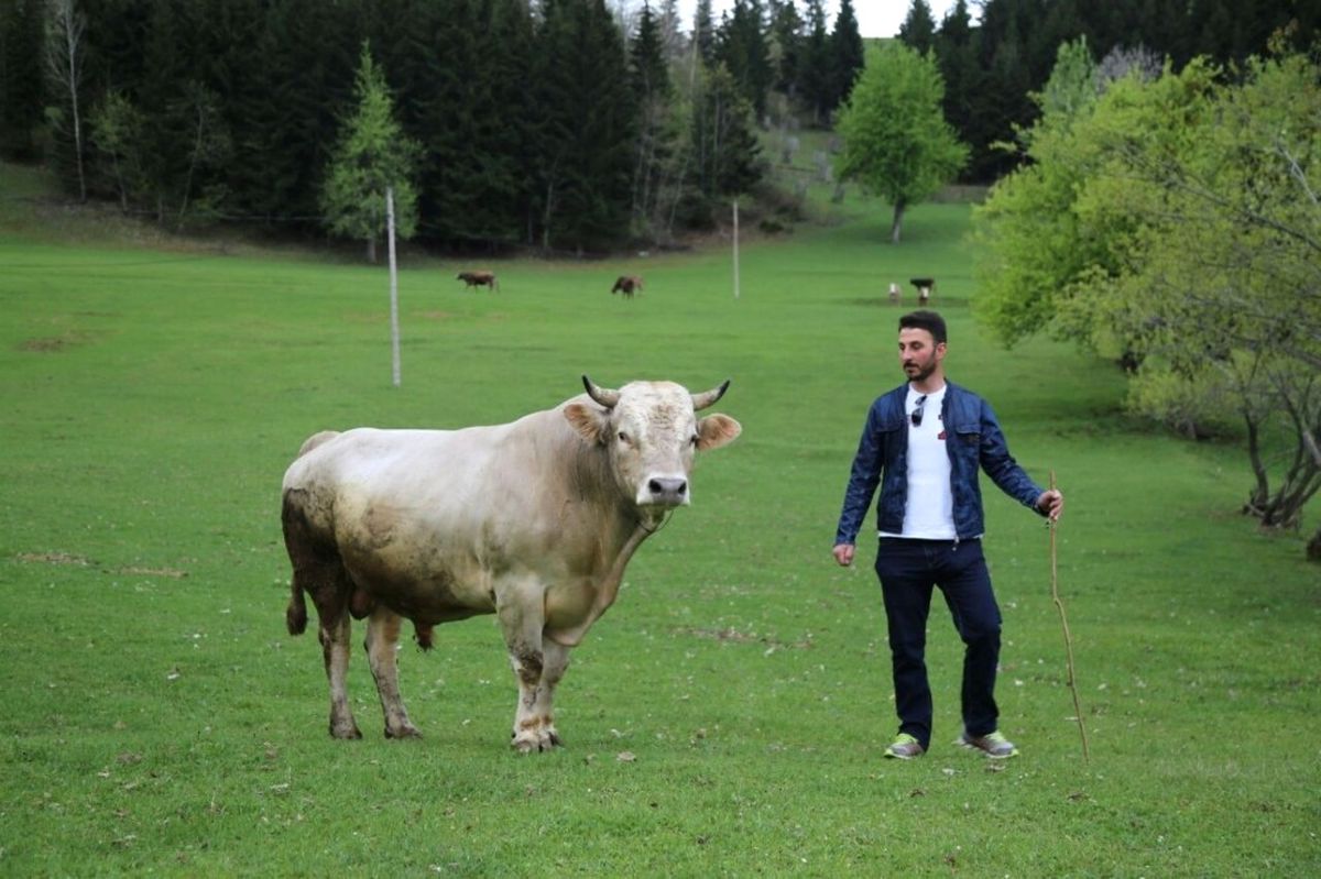 Boğa Güreşlerinin Rakipsiz Boğası \'Aras\' Lüks Araba Fiyatına Artvin\'den Muğla\'ya Satıldı