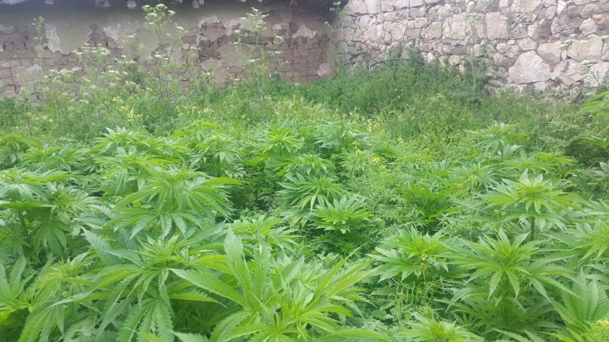 Eskişehir\'de Bahçeye Ekili 927 Kök Hint Keneviri Ele Geçirildi