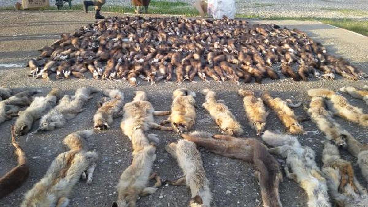 Kargo Aracından Yüzlerce Hayvan Derisi Çıktı