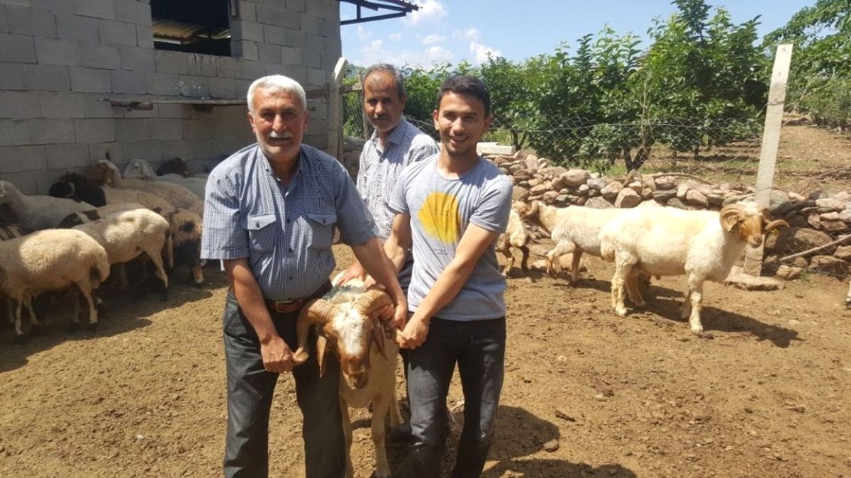 Kırıkhan ve Hassa\'da Damızlık Koç Dağıtımı Yapıldı