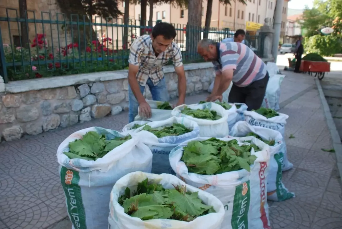 Meşhur Tokat Bağ Yaprağının Tarladan Sofraya Zahmetli Yolculuğu