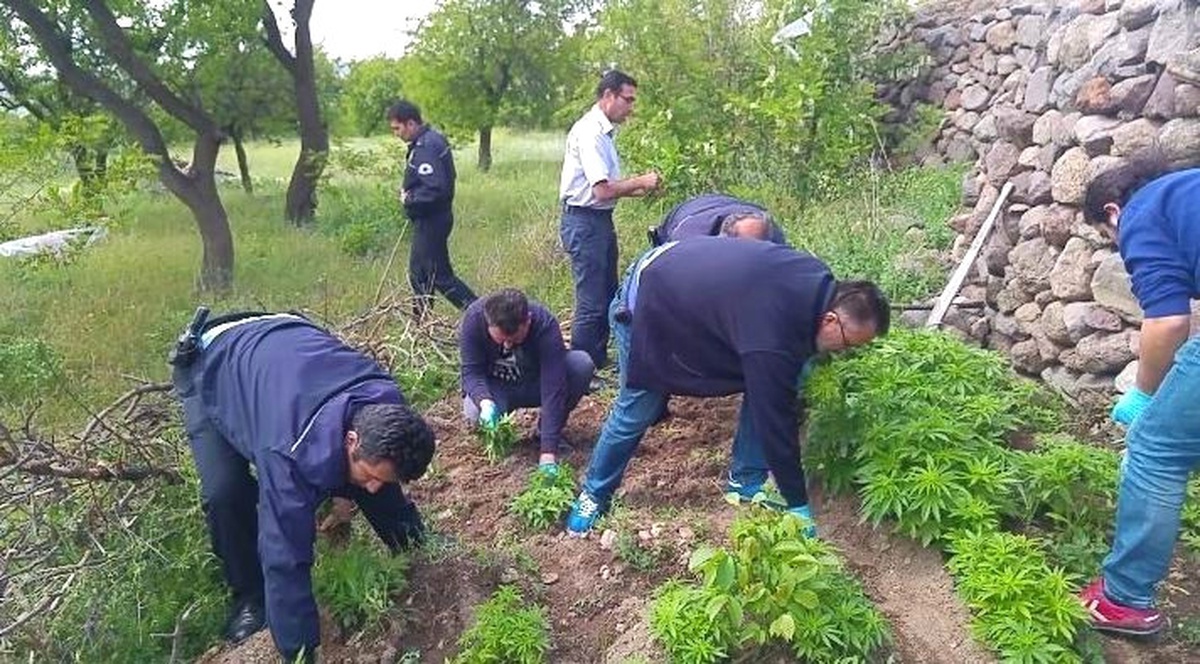 Nevşehir\'de Hint Keneviri ve Tohumu Ele Geçirildi