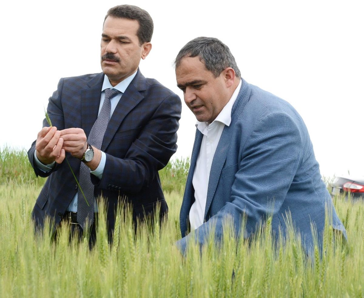 Aksaray\'da Ekili Tarım Arazileri Denetim Altında