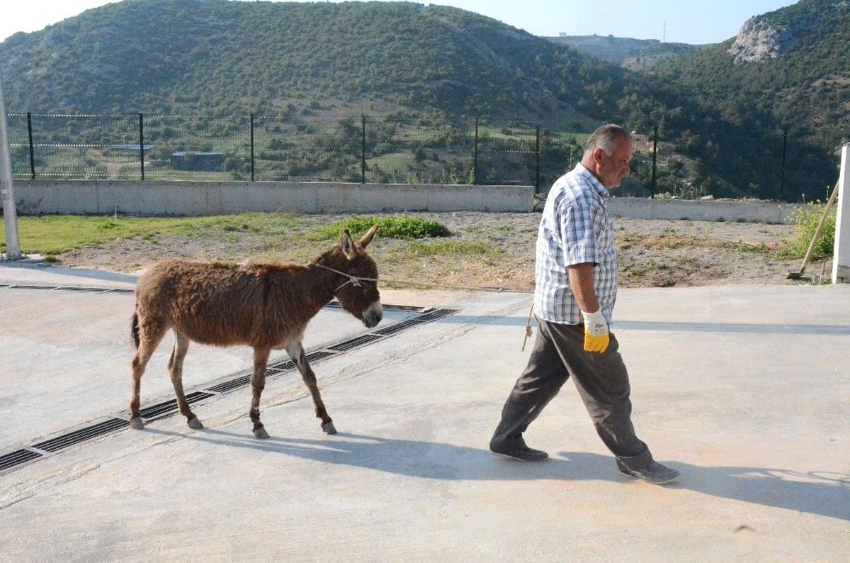 Sahipsiz Eşek \'Mazlum\' Yeni Yuvasına Götürüldü
