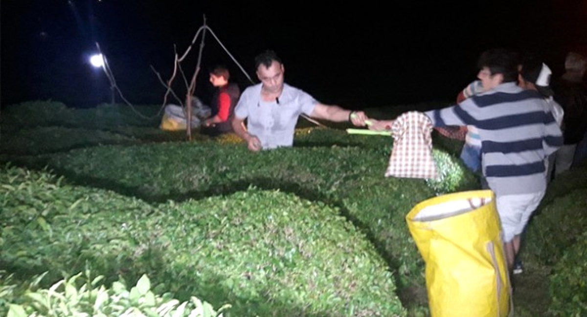 Sıcaklar Artınca Çayı Gece Toplamaya Başladılar