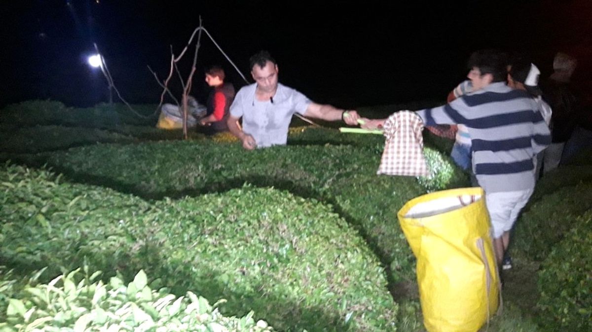 Sıcaklıklar Artınca Rize\'de Çay Üreticisi Çayını Gece Toplamaya Başladı