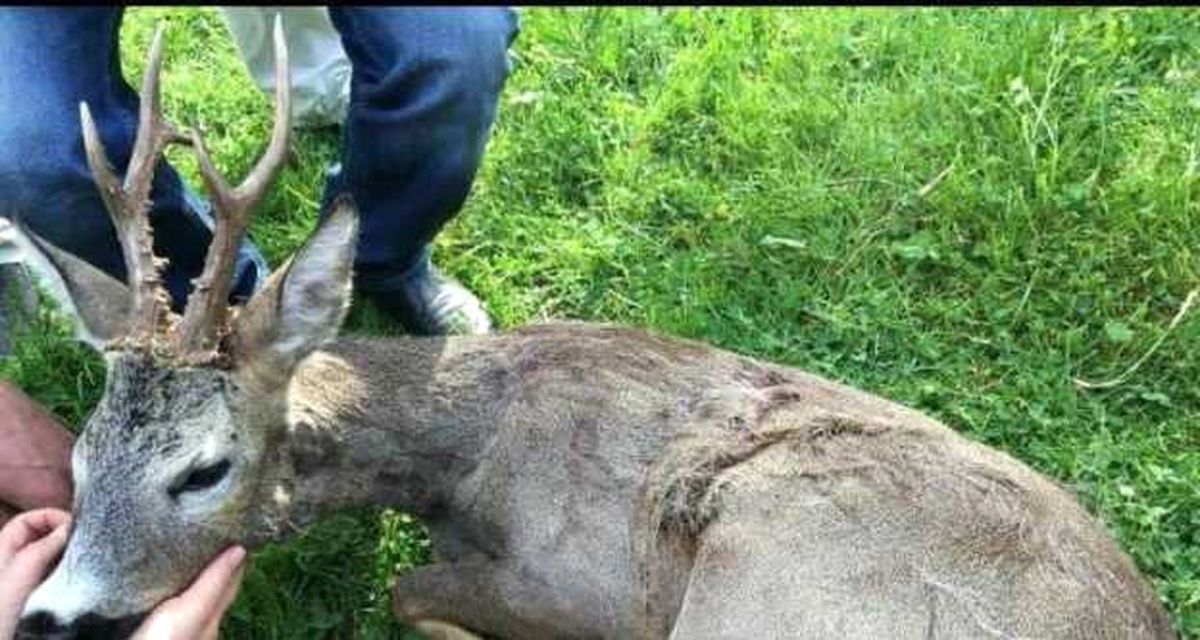 Tedavi Edilen Karaca Doğal Yaşam Alanına Bırakıldı