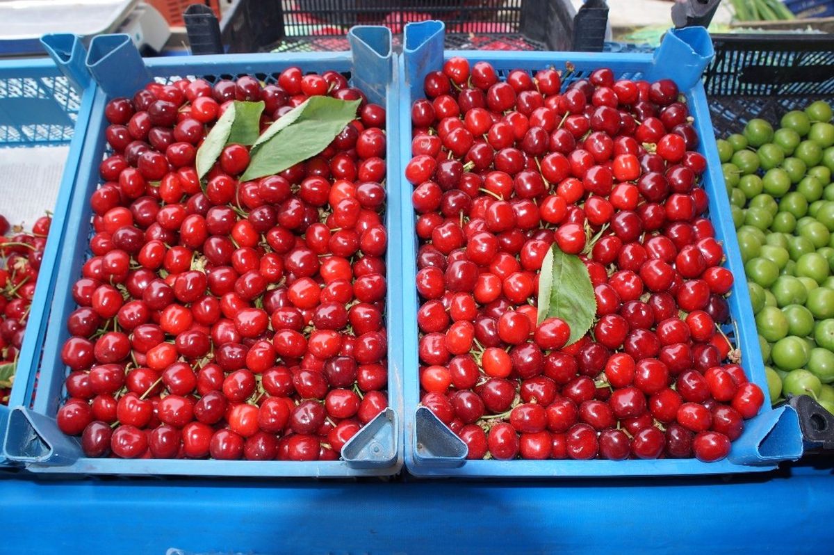 Ünye\'de Dağ Çileğinin Kilosu 100 Lira
