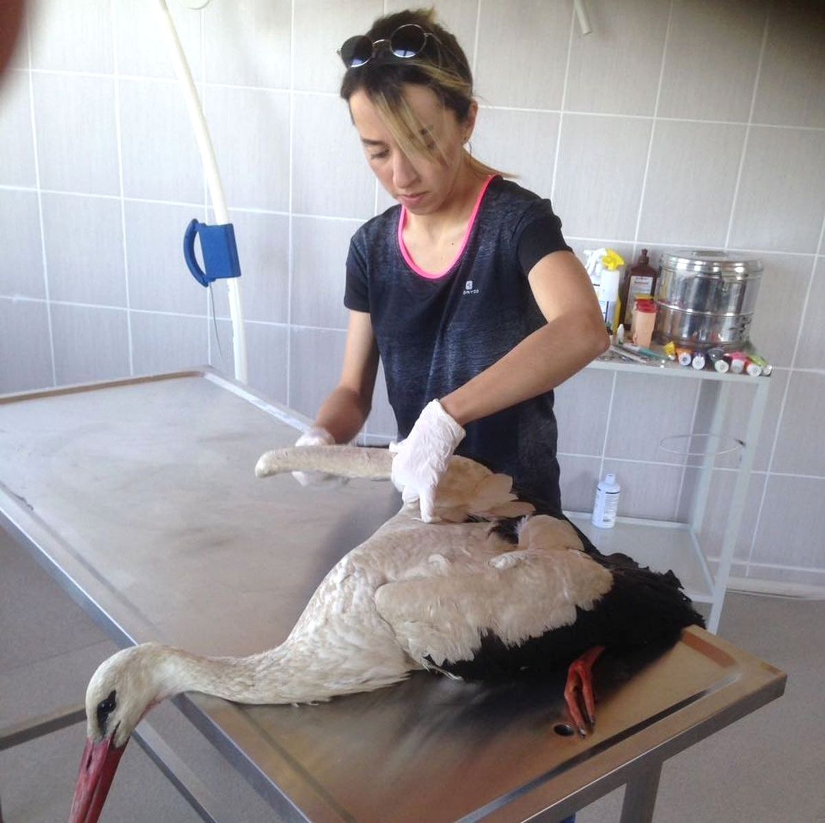 Yaralı Halde Bulunan Leylek ve Köpek Tedavi Altına Alındı